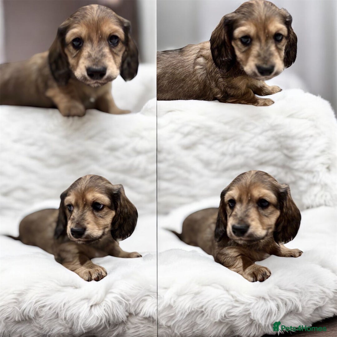 Miniature Dachshund dogs for sale: KC Registered Cream Long Hair Miniature Dachshunds - Advert 7