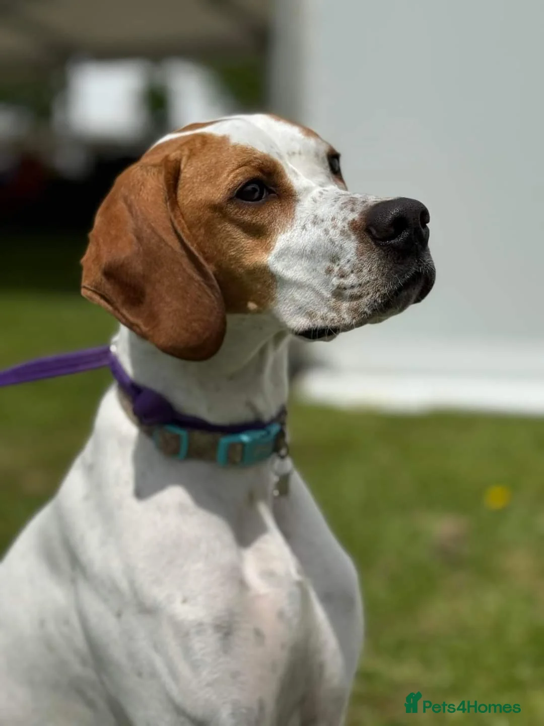 Pointer dogs for sale: Quality Pointer puppies - Advert 9