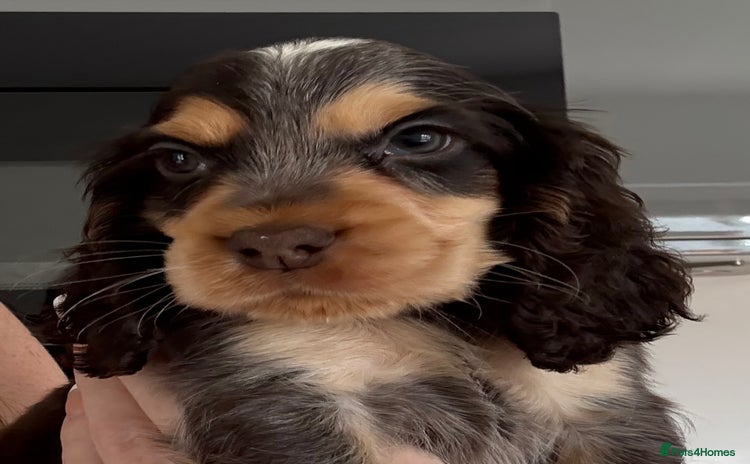 Cocker Spaniel dogs in Middlesbrough - Advert 3