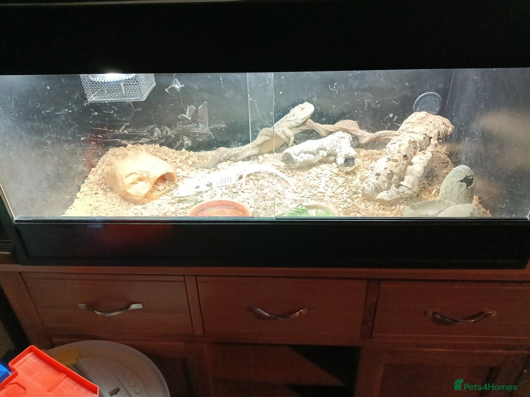 Bearded Dragon reptiles for sale: Bearded dragon and viv - Advert 4