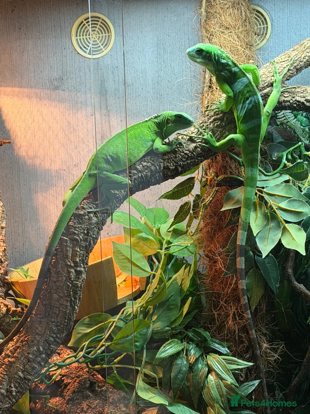 Iguana reptiles for sale: Male and female iguana for sale in Birmingham - Advert 1