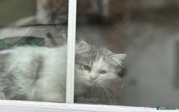 Siberian cats for sale: 2 Pedigree Siberian kittens hypoallergenic - ready - Advert 13