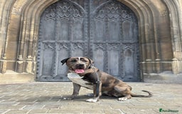 Mixed Breed dogs for sale: Maeve! 3 year old Mastiff - Image 2