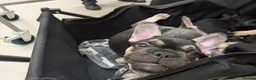 French Bulldog dogs for sale: Last 3 Gorgeous Female Frenchie Pups - Advert 10