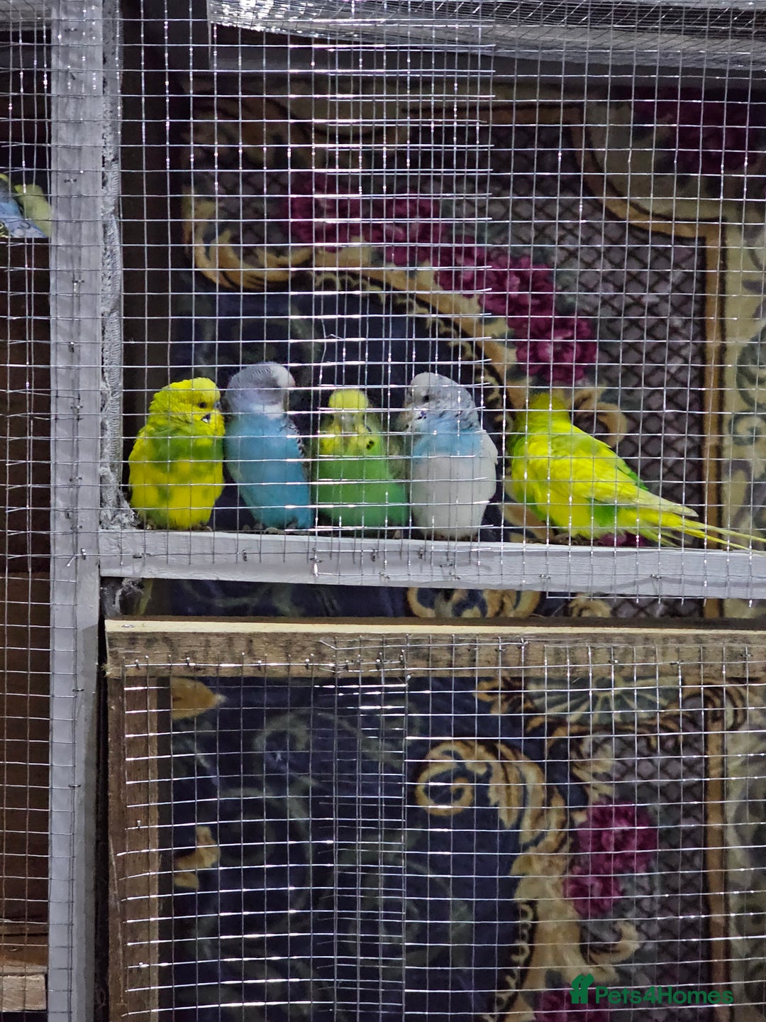Budgerigars birds for sale: Budgies  - Advert 4