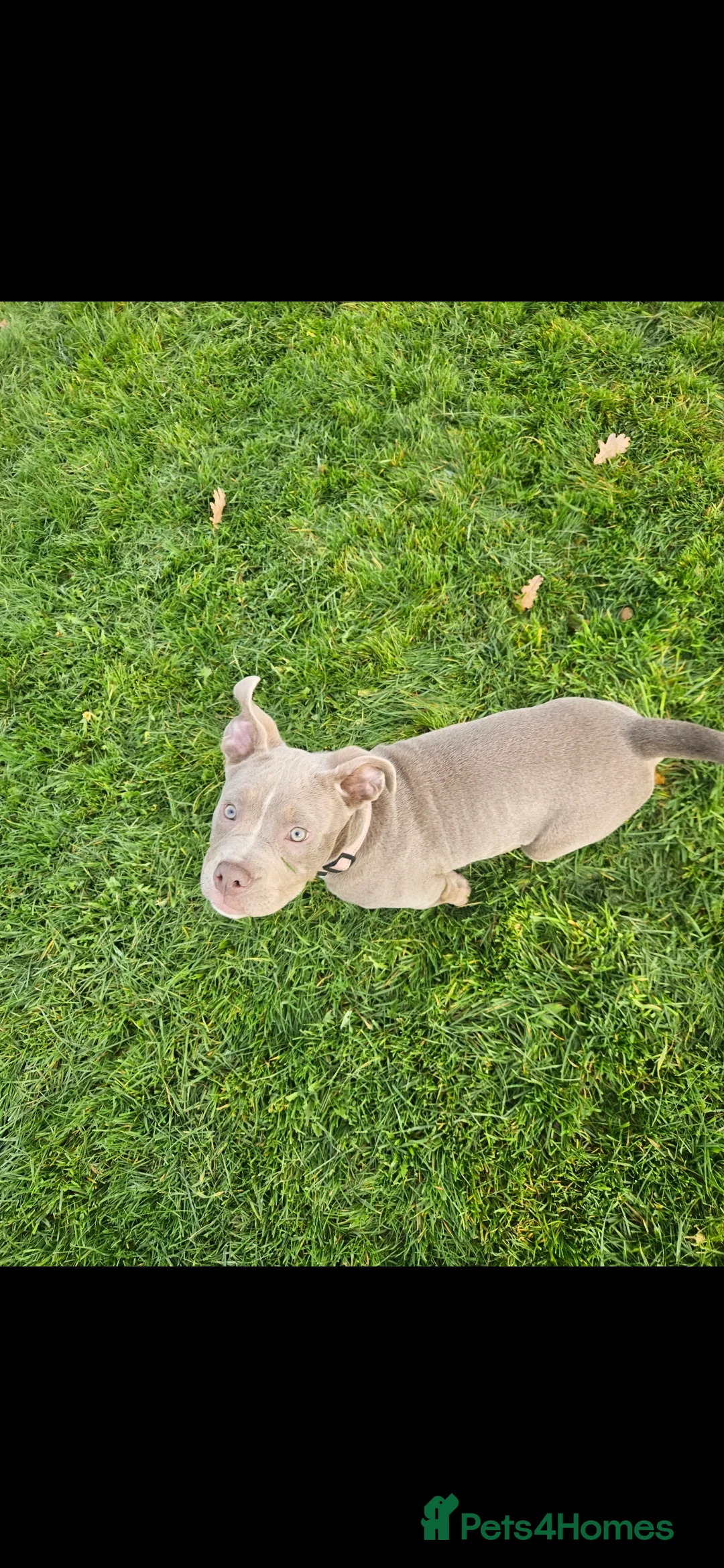 Mixed Breed dogs for sale: 7 month old dog in Wolverhampton - Advert 2