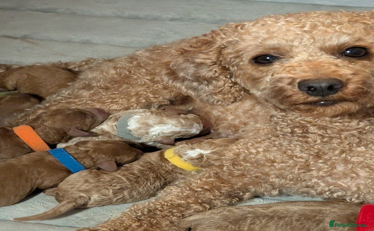 Miniature Poodle dogs - Advert 1