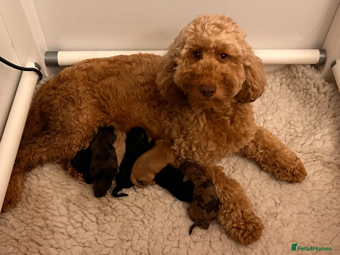 Double Doodle dogs for sale: Gorgeous Australian golden doodle puppies in Swadlincote - Advert 2