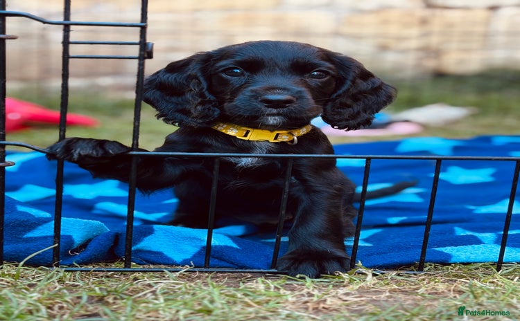 Cocker Spaniel dogs - Advert 2