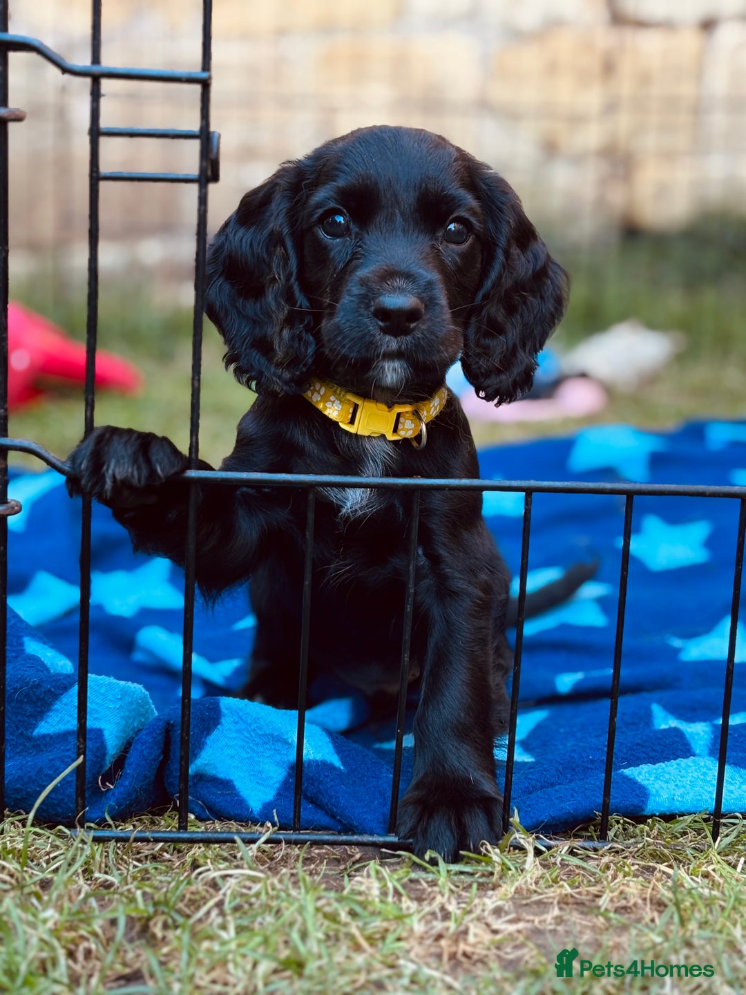 Cocker Spaniel dogs for sale: KC working cocker spaniel puppies - Image 1