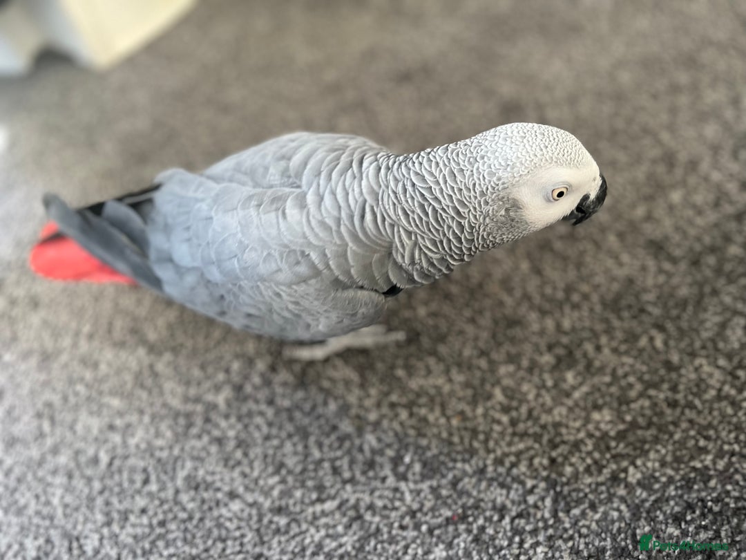 Parrots birds for sale: Male African Grey parrot - Advert 1