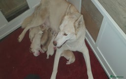 Siberian Husky dogs for sale: New Litter, experienced breeder - Advert 1