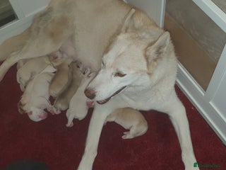 Siberian Husky dogs for sale: New Litter, experienced breeder - Advert 1