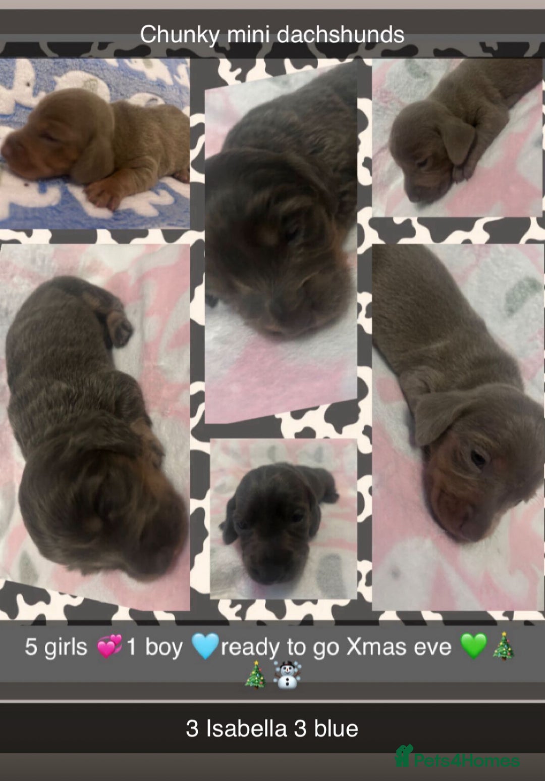 Dachshund dogs for sale: mini dachshunds 🐶 💚 - Advert 13