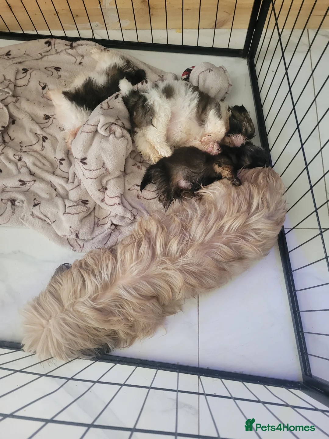 Shih Tzu dogs for sale: Shih tzu pups for sale - Advert 8