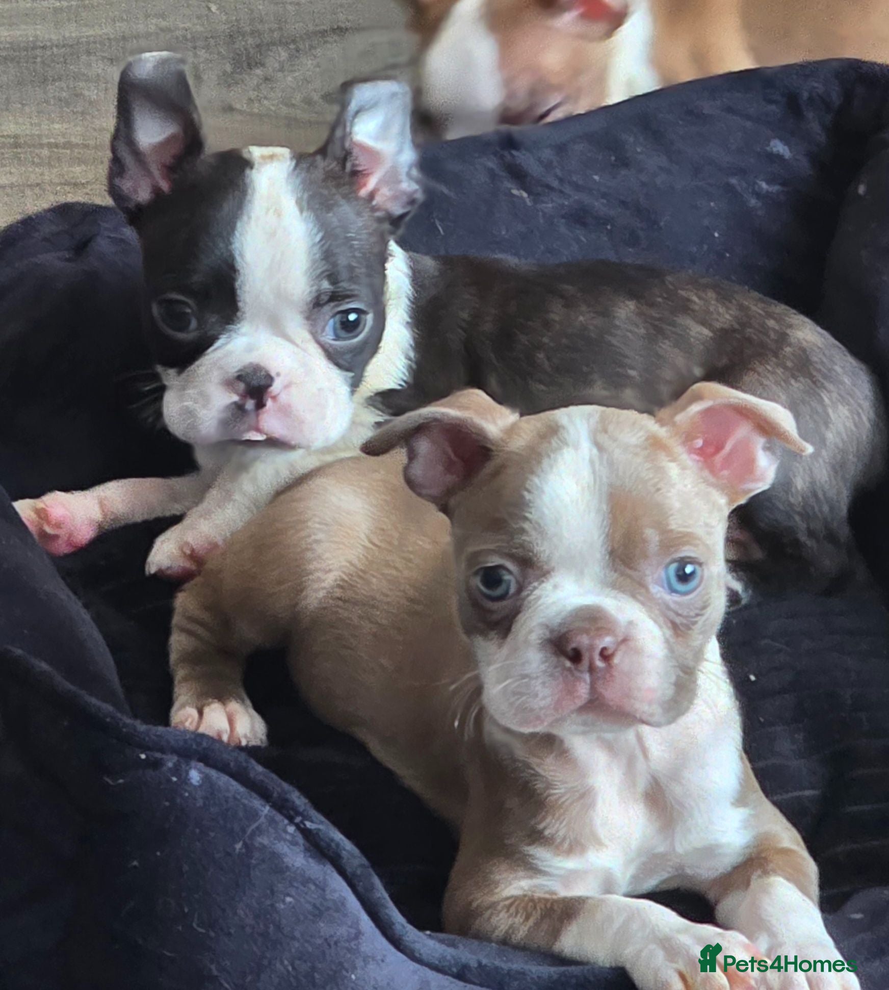 Boston Terrier dogs Stunning KC registered Boston Terrier puppies - Advert 2