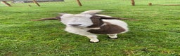 Goats livestock for sale: FEMALE BOER GOAT LOOKING FOR A GOOD HOME - Advert 5