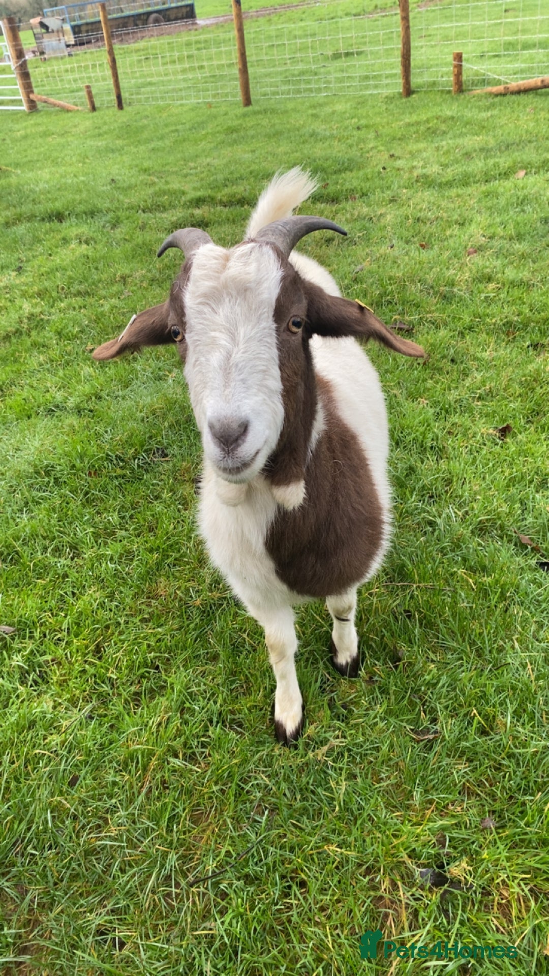 Goats livestock for sale: FEMALE BOER GOAT LOOKING FOR A GOOD HOME - Advert 5