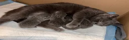 British Shorthair cats for sale: British Shorthair Kittens in Rochester - Advert 5