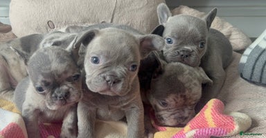 French Bulldog dogs - Advert 10