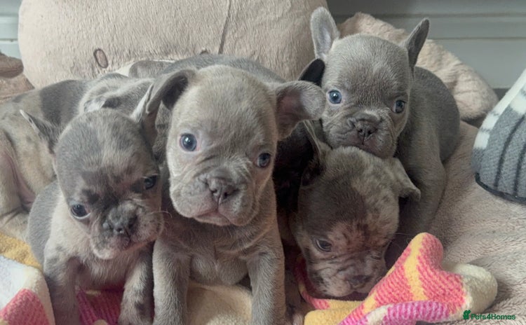 French Bulldog dogs - Advert 13
