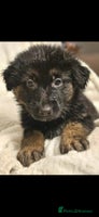 German Shepherd dogs Chunky German shepherd puppies for sale - Advert 2