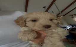 Cockapoo dogs for sale: **F1 cockapoo puppies**  - Image 10