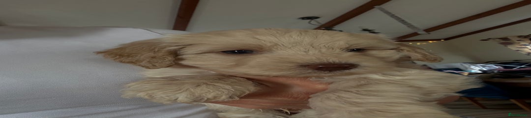 Cockapoo Puppy 4
