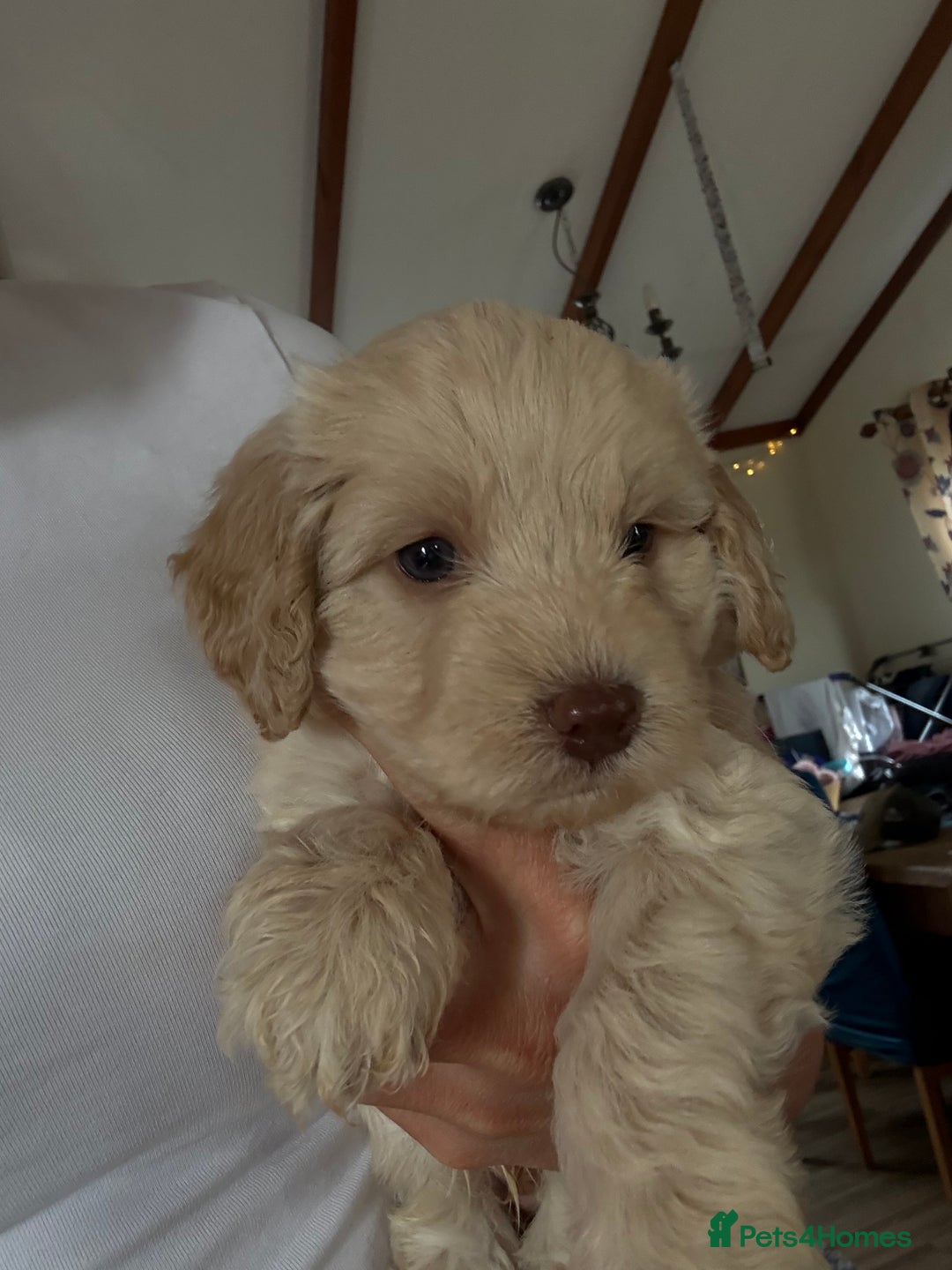 Cockapoo dogs for sale: **F1 cockapoo puppies**  - Image 10