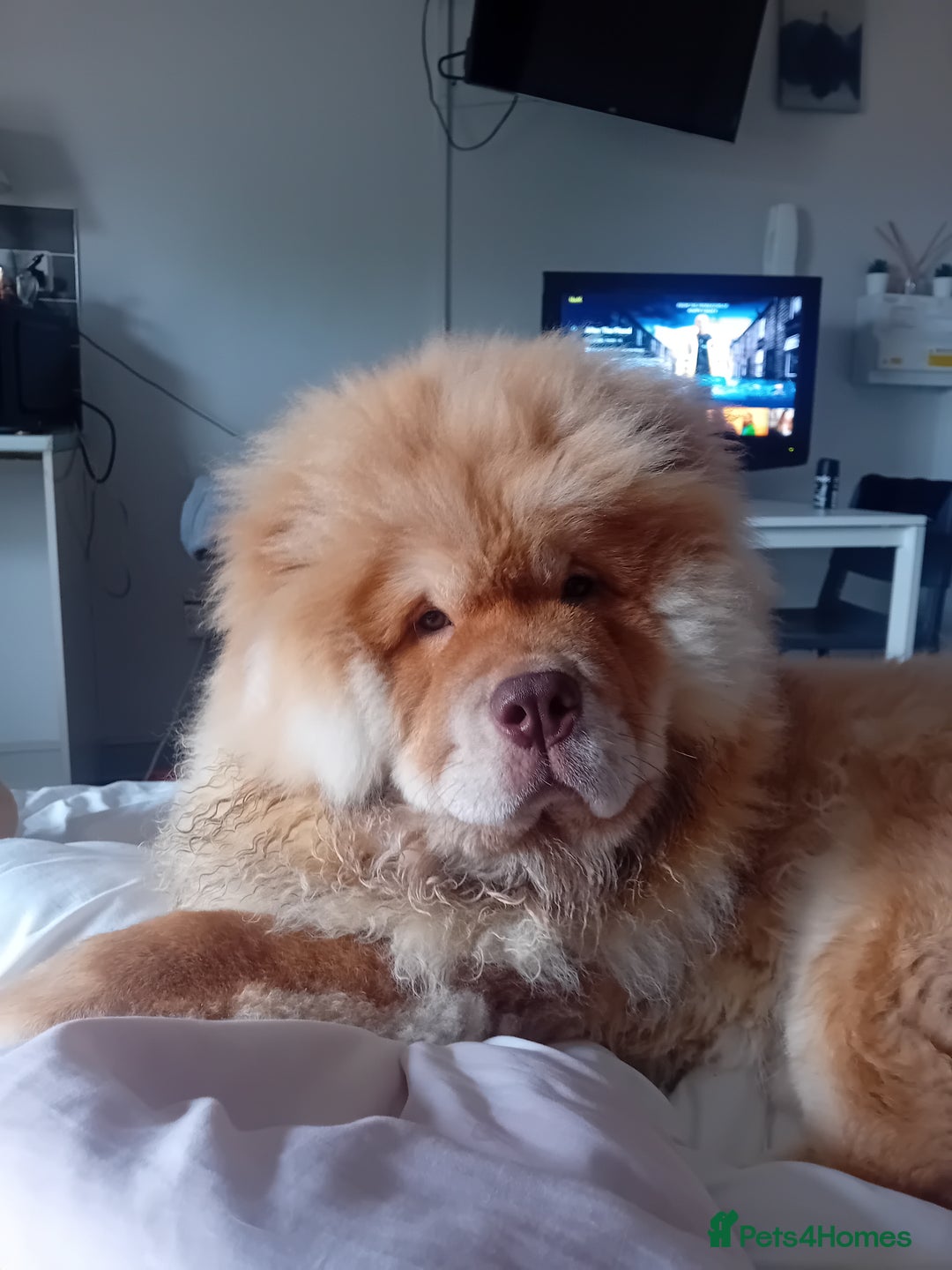 Chow Chow dogs for stud: Chowmazing  - Image 12