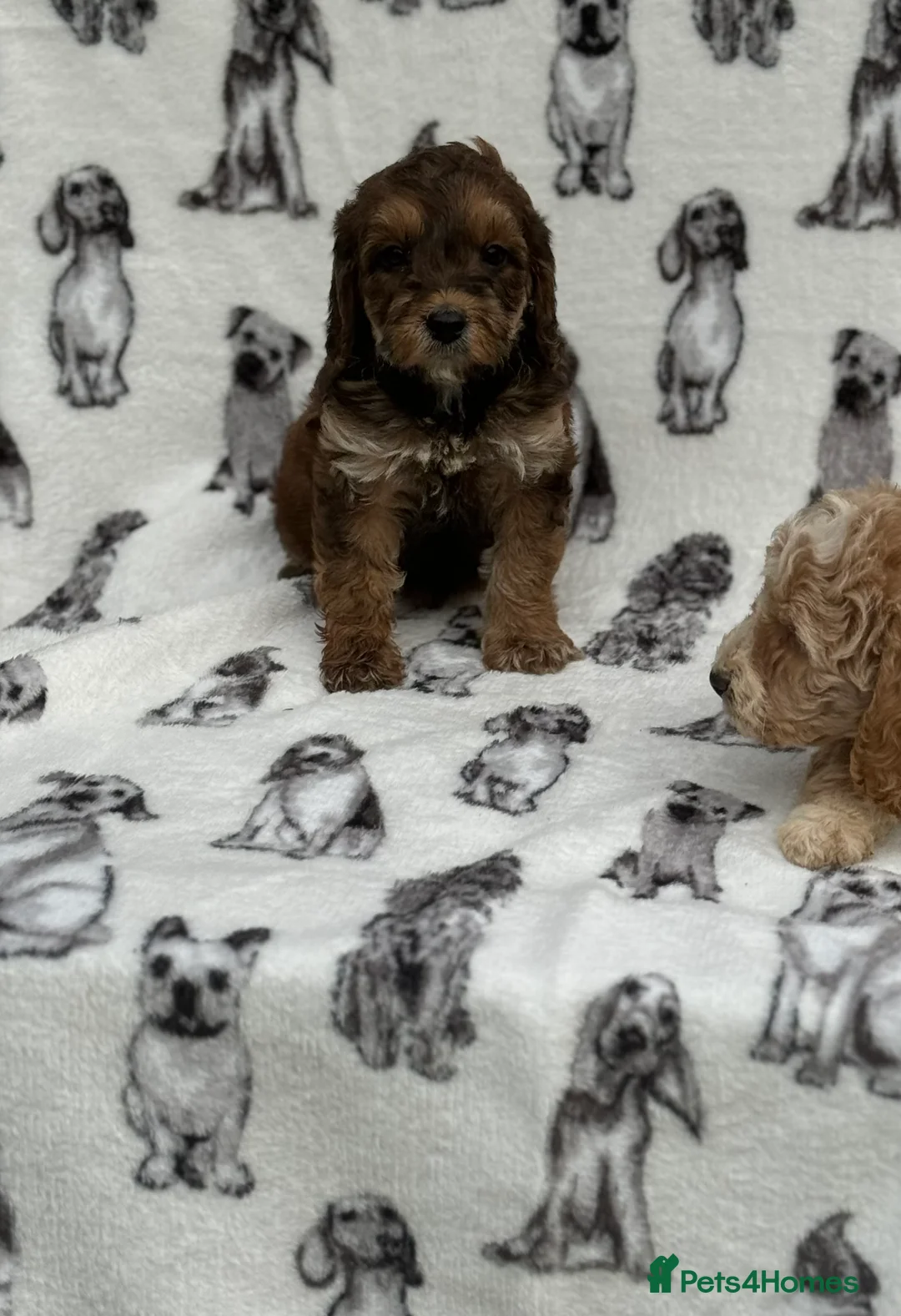 Cockapoo dogs for sale: Ready now!!Beautiful mini cockapoo puppy’s🩷🩵 - Advert 18