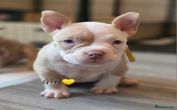 American Bully dogs for sale: Pocket Bullies  - Image 2