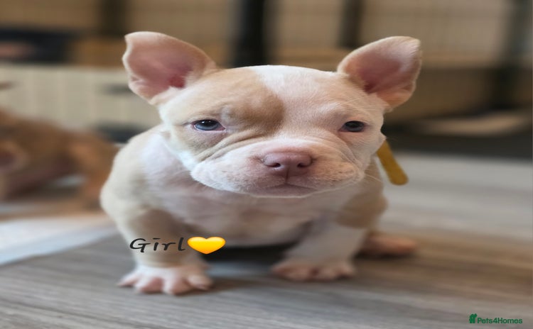 American Bully dogs - Advert 18