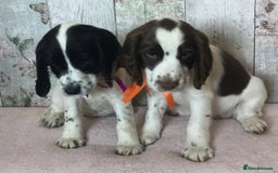 Cocker Spaniel dogs for sale: Well socialised Pedigree Cocker pups - Image 10