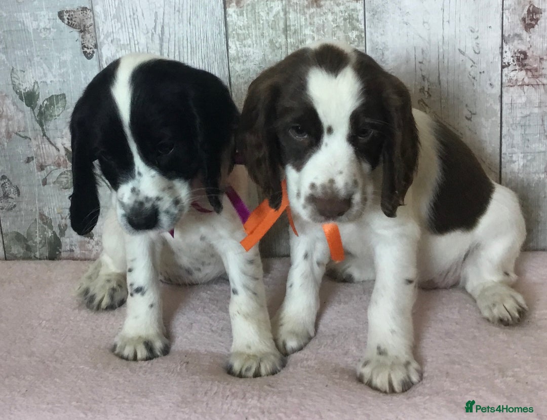 Cocker Spaniel dogs for sale: Well socialised Pedigree Cocker pups - Image 10