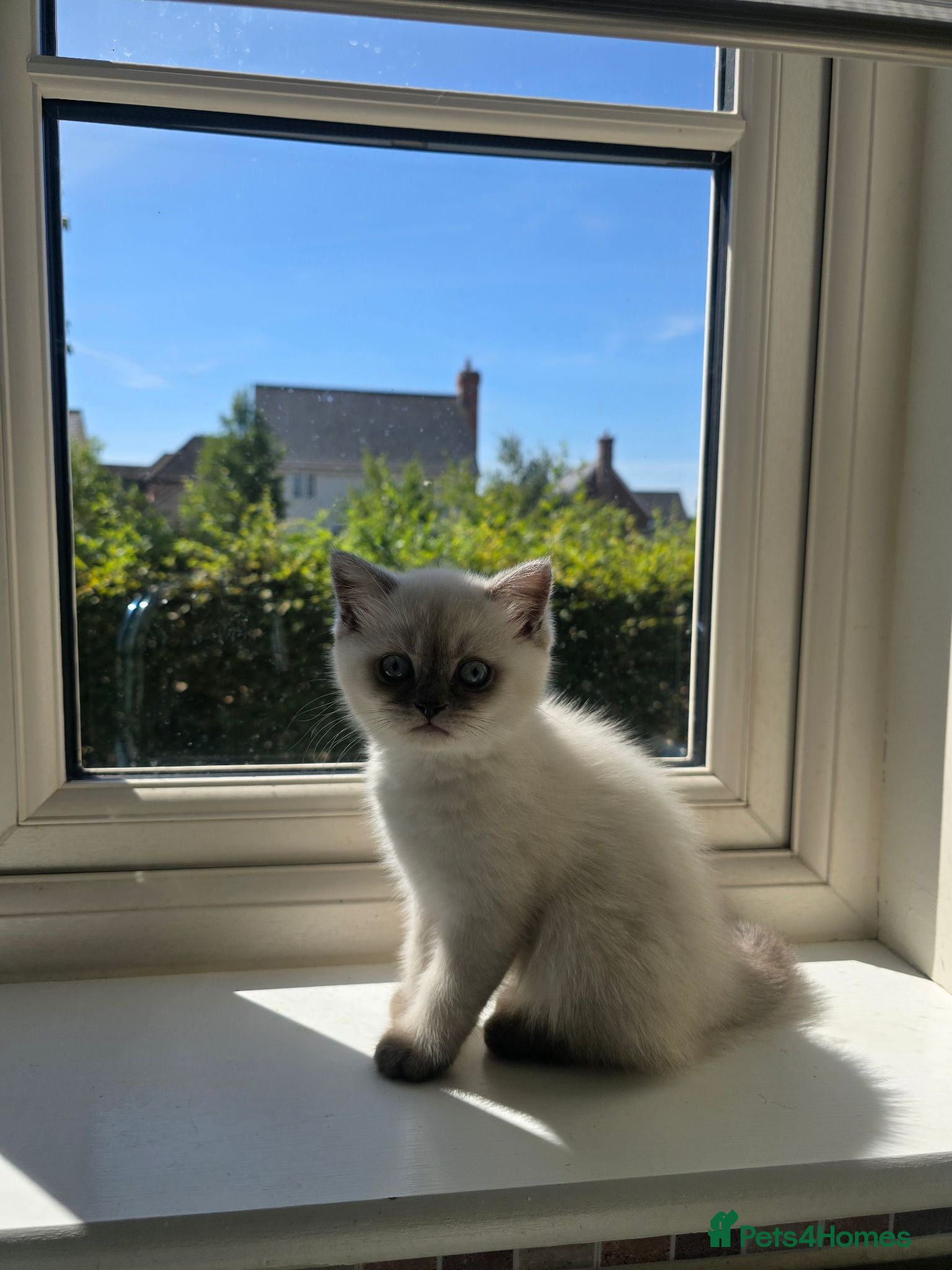 Scottish Fold cats The last kitten left  😸  - Advert 2