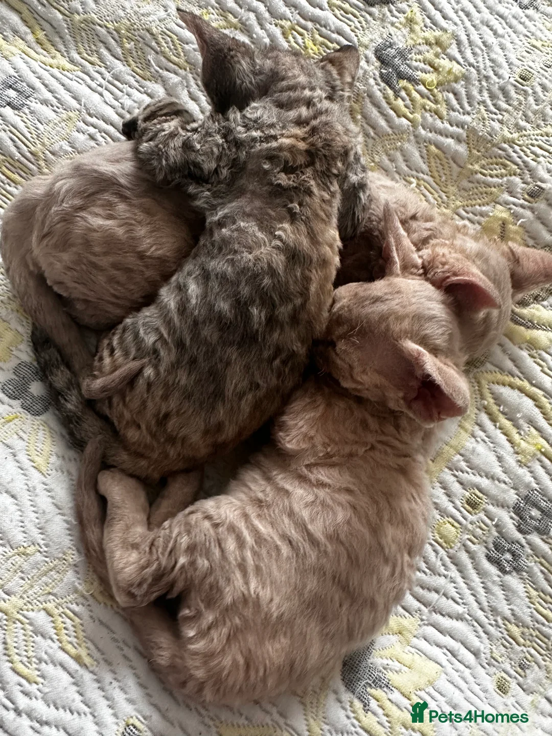 Devon Rex cats for sale: Devon  in London - Advert 16
