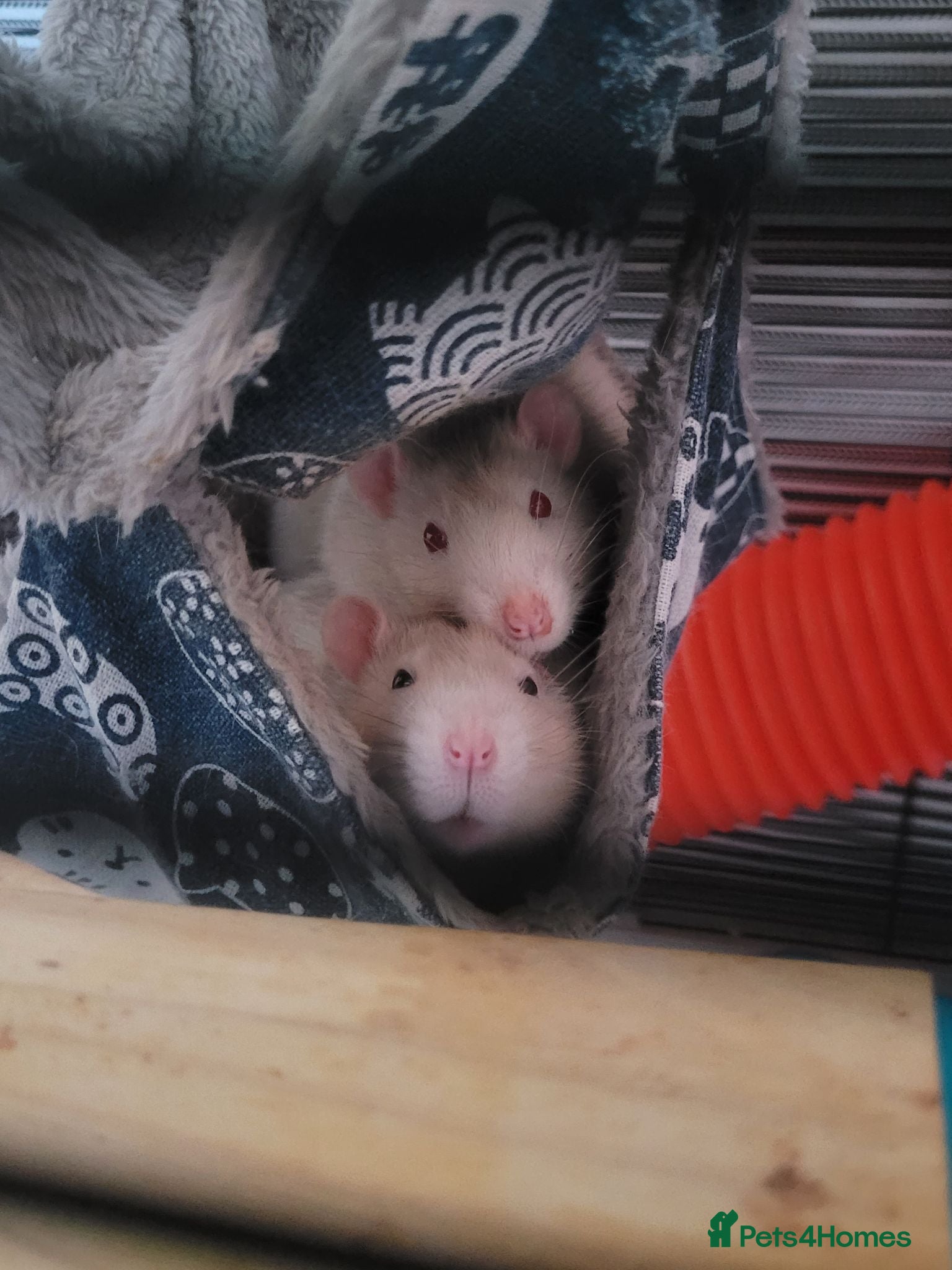 Rat rodents 2 male bonded rats - Advert 2