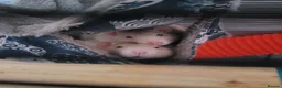 Rat rodents for sale: 2 male bonded rats - Advert 2