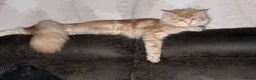 Maine Coon cats for sale: XL Red & White &  black smoke Maine Coon kittens  - Advert 14