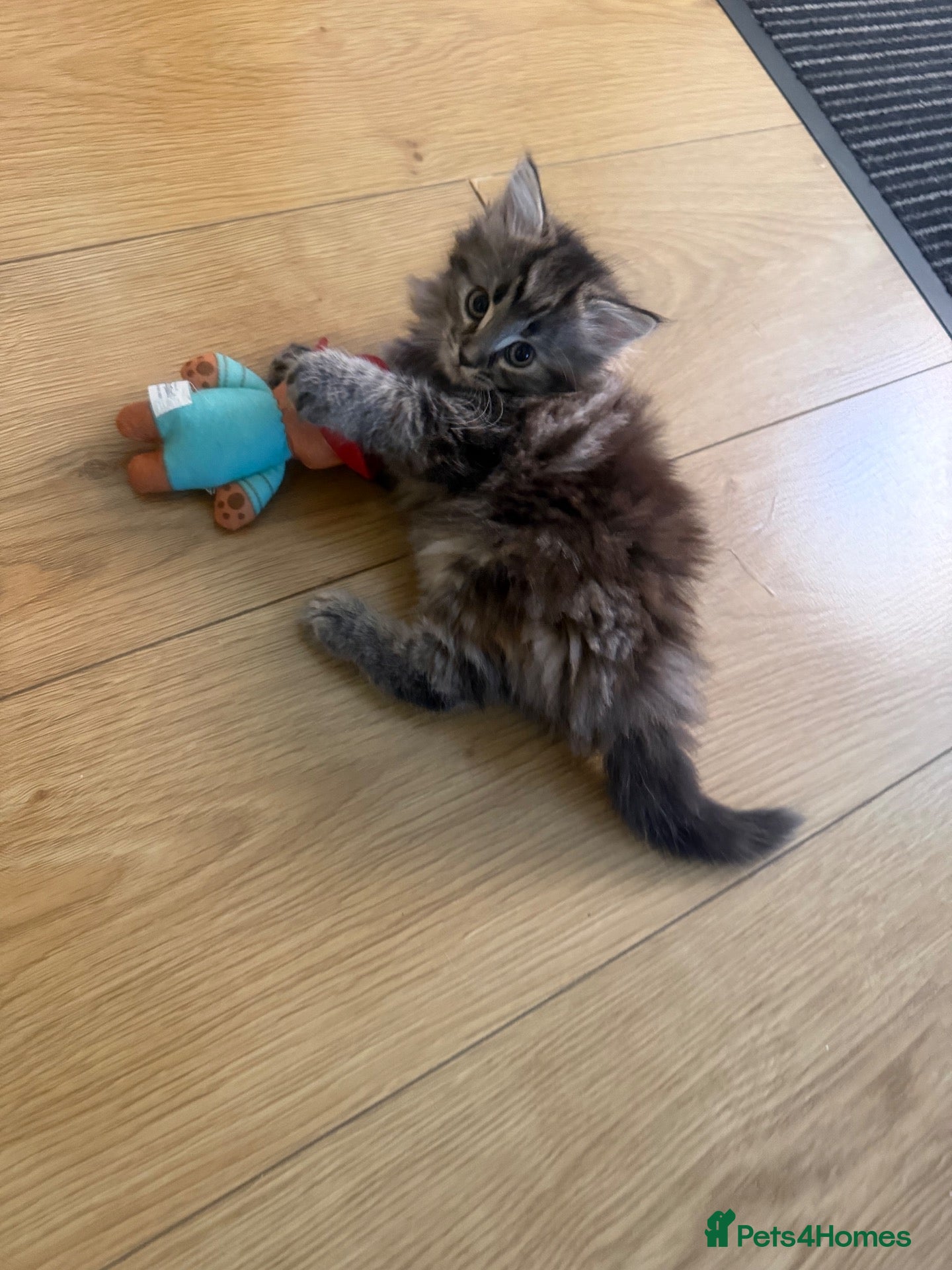 Mixed Breed cats 😻Looking for forever home😻 - Advert 14