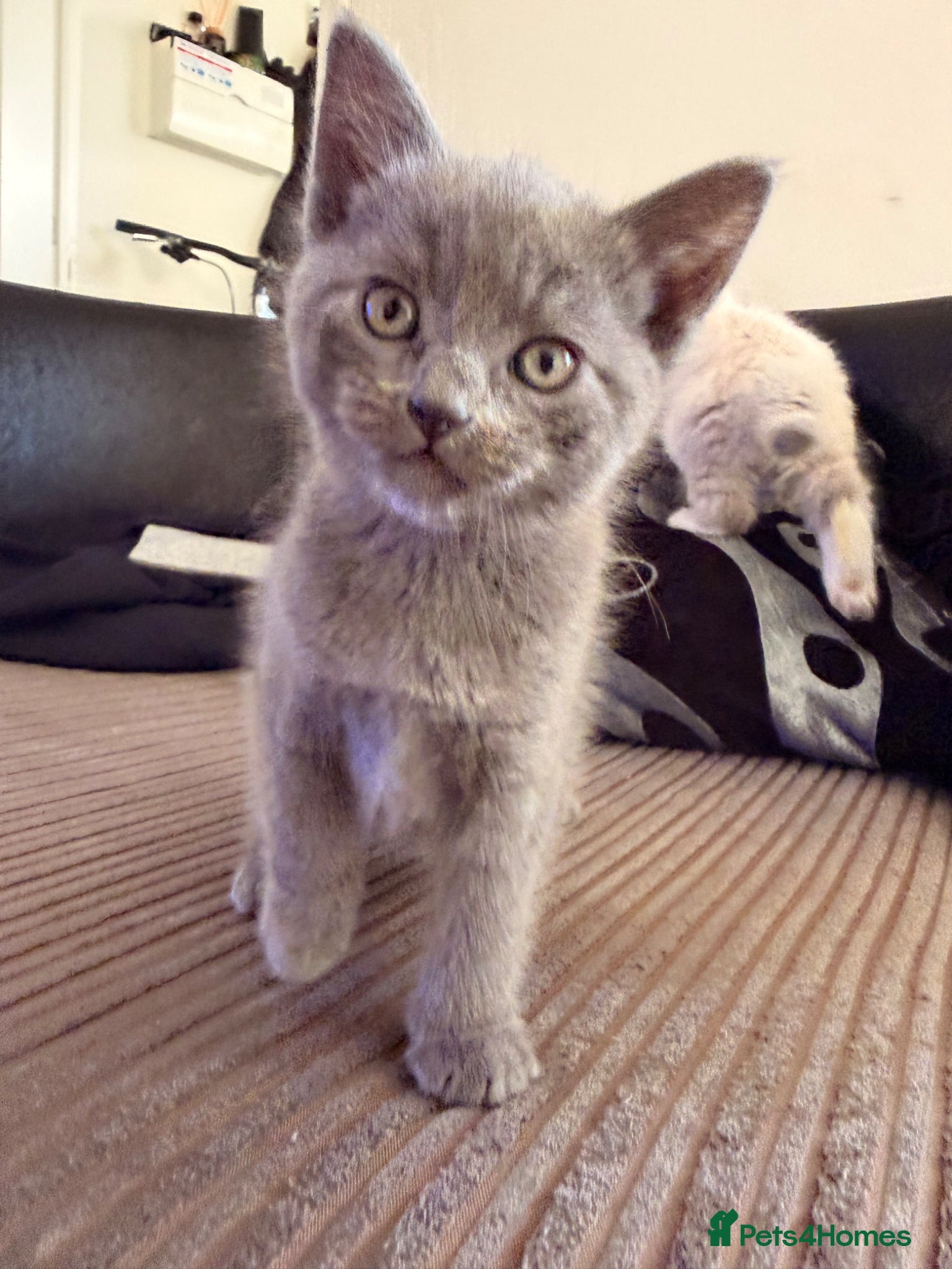Mixed Breed cats Beautiful kittens - Advert 4
