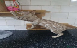 Bengal cats for sale: 🔥✨Pedigree TICA-Registered Bengals - Image 18