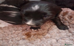 Sprocker dogs for sale: Merle Sprocker Spanials - Image 6