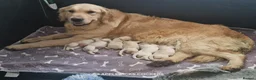 Golden Retriever dogs for sale: Quality Golden Retriever Puppies - Advert 11