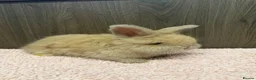 Angora rabbits for sale: Beautiful Baby Angoras Ready to Reserve - Advert 4