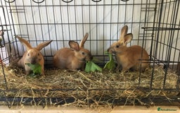 English Spot rabbits for sale: English Rabbits for sale  - Image 8