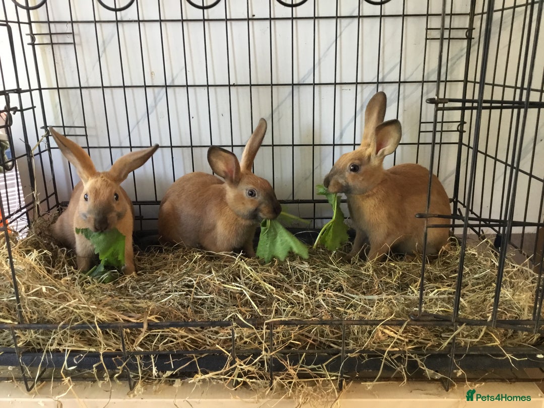 English Spot rabbits for sale: English Rabbits for sale  - Image 8