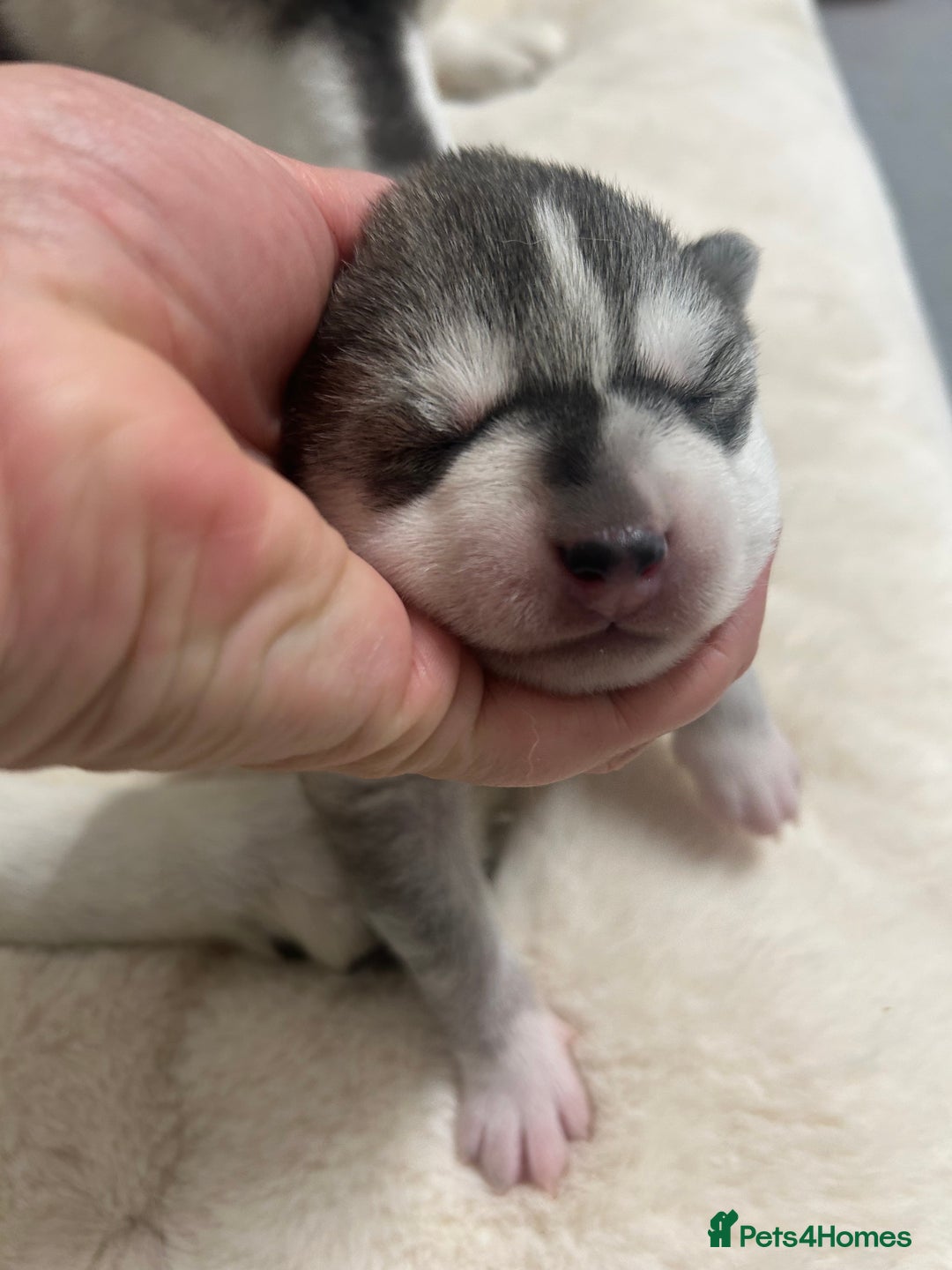 Siberian Husky dogs for sale:  **  Day puppies  - Advert 2