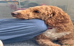 Cockapoo dogs for sale: Beautiful 3 year old female cockapoo - Image 7